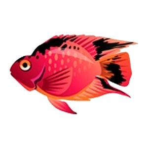 Red Patch Parrot Cichlid